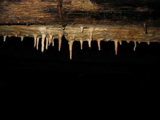 Rsiuose augantys stalaktitai